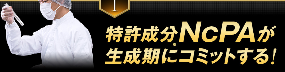 特許成分NcPAが生成期にコミットする